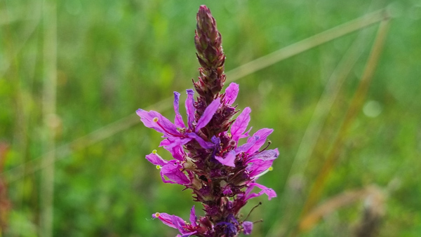 Blutweiderich (Lythrum salicaria)