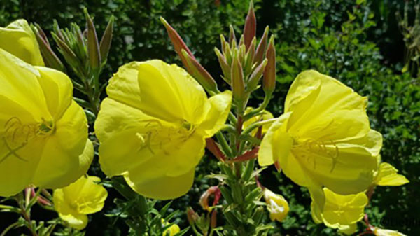 Die Nachtkerze (Oenothera biennis)
