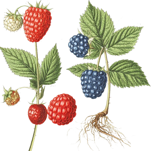 Brombeeren