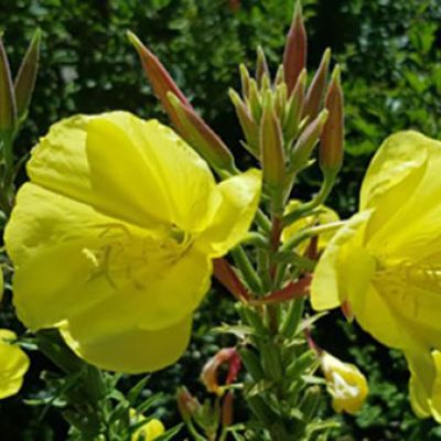 Foto Die Nachtkerze (Oenothera biennis)