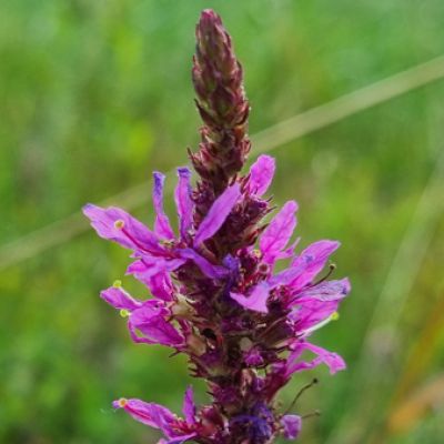 Foto Blutweiderich (Lythrum salicaria)